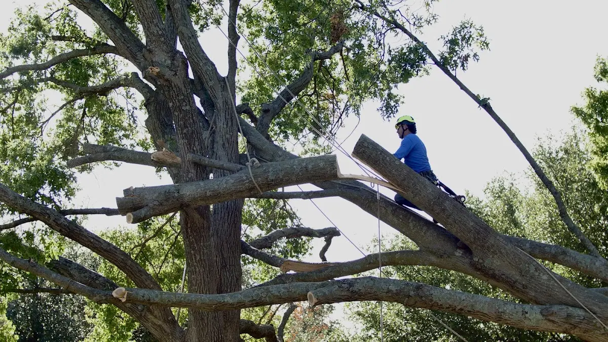 Professional Hazardous Tree Removal performed by certified arborists in Dickinson